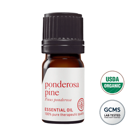 Olejek eteryczny Sosna Ponderosa, (Pinus ponderosa) terapeutyczna jakość, olejek z sosny, olejek sosnowy