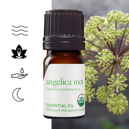 Olejek eteryczny Arcydzięgiel korzeń (Angelica archangelica) - terapeutyczna jakość