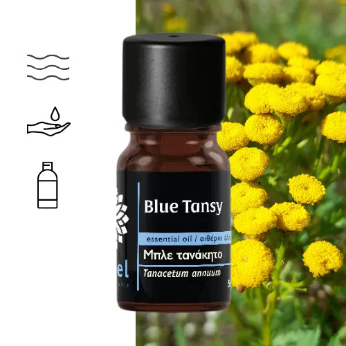 Wrotycz marokański Blue Tansy Naturalny