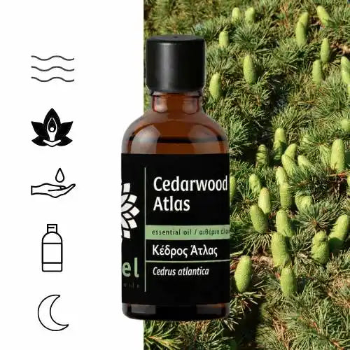 Olejek eteryczny z cedru atlaskiego Cedr Atlas (Cedrus atlantica) 100% czysty