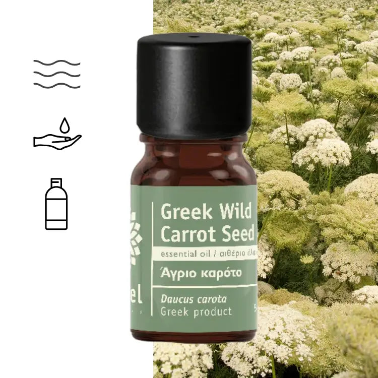 Natural Wild Carrot Seed Essential Oil (Daucus carota)