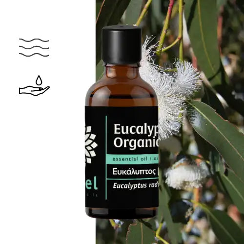 Olejek Eteryczny Eukaliptusowy Radiata ct 1,8-Cineol (Eucalyptus Radiata Organic) organiczny