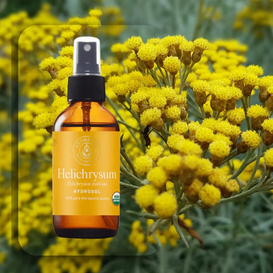 Helichrysum italicum Hydrolat – Bio, therapeutische Qualität