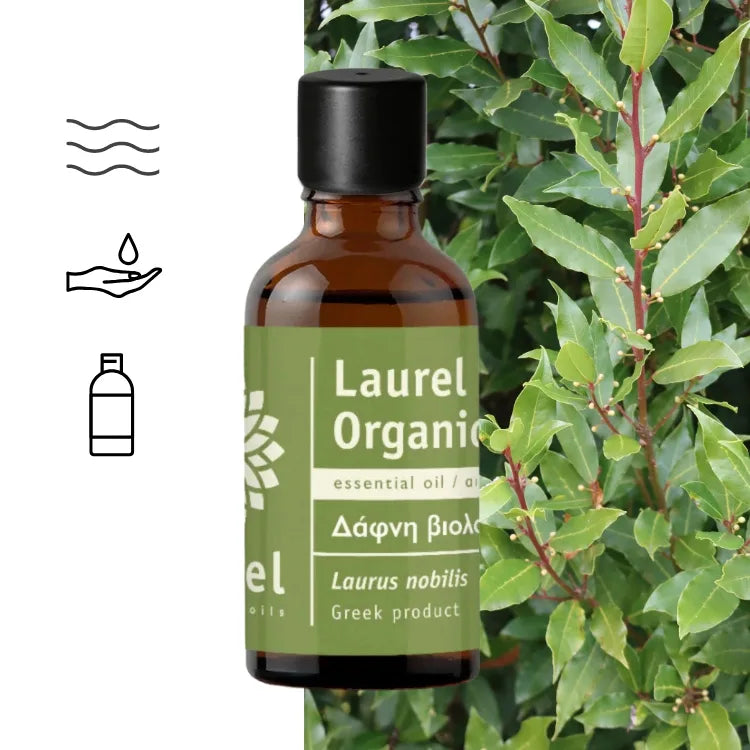 Ätherisches Lorbeeröl – Bio-Lorbeer (Laurus nobilis)