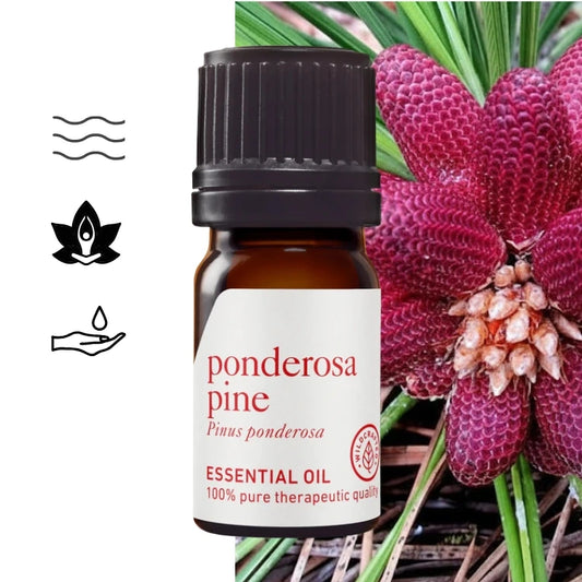 Olejek eteryczny Sosna Ponderosa (Pinus ponderosa) – terapeutyczna jakość