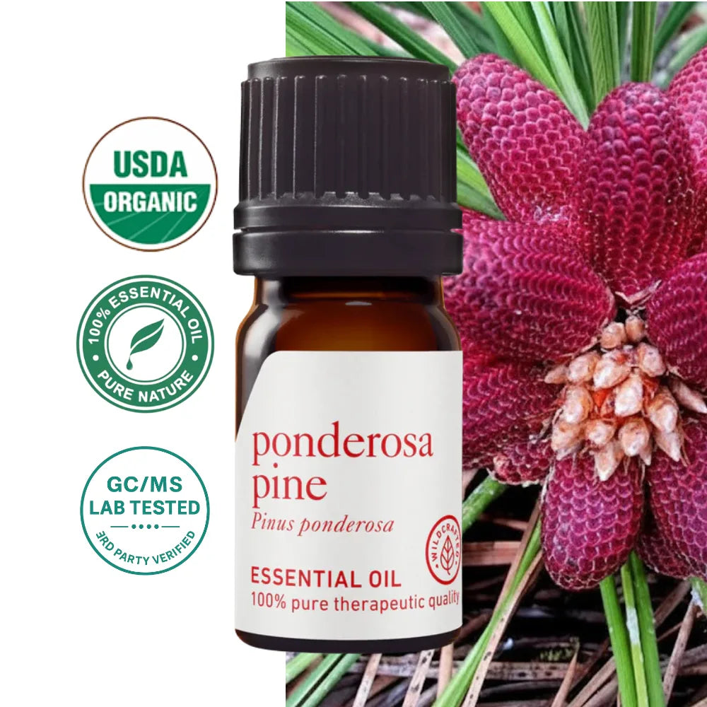 Olejek eteryczny Sosna Ponderosa AromaPremium