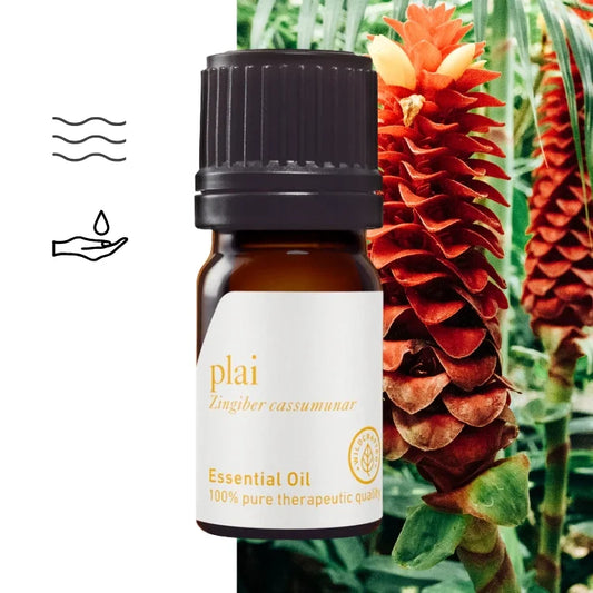 olejek eteryczny plai, Plai (Central) Essential Oil (Zingiber cassumunar)