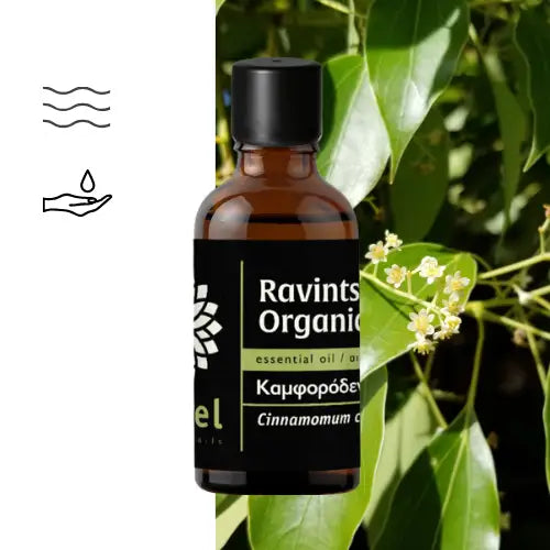 Ravintsara essential oil ct 1,8-cineole (Cinnamomum camphora) organic