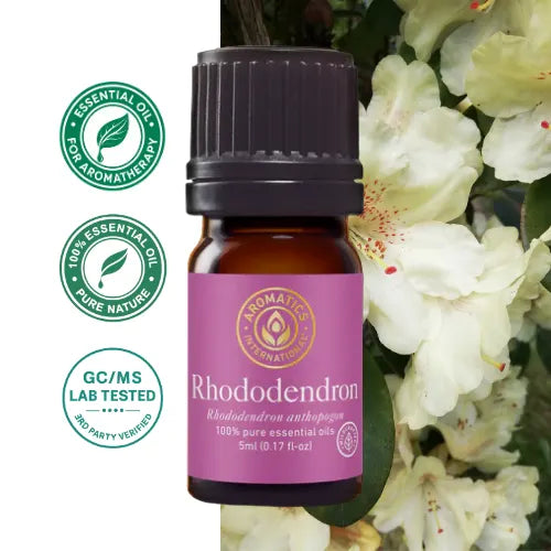Ätherisches Rhododendronöl (Rhododendron anthopogon) – 100 % natürlich, rein