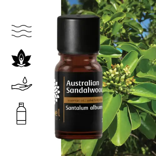 Sandalwood Essential Oil (Santalum album) natural sandalwood