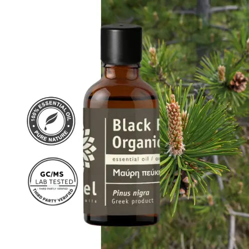 Olejeke eteryczny sosnowy Sosna Czarna (Pinus nigra) naturalny, pinus nigra